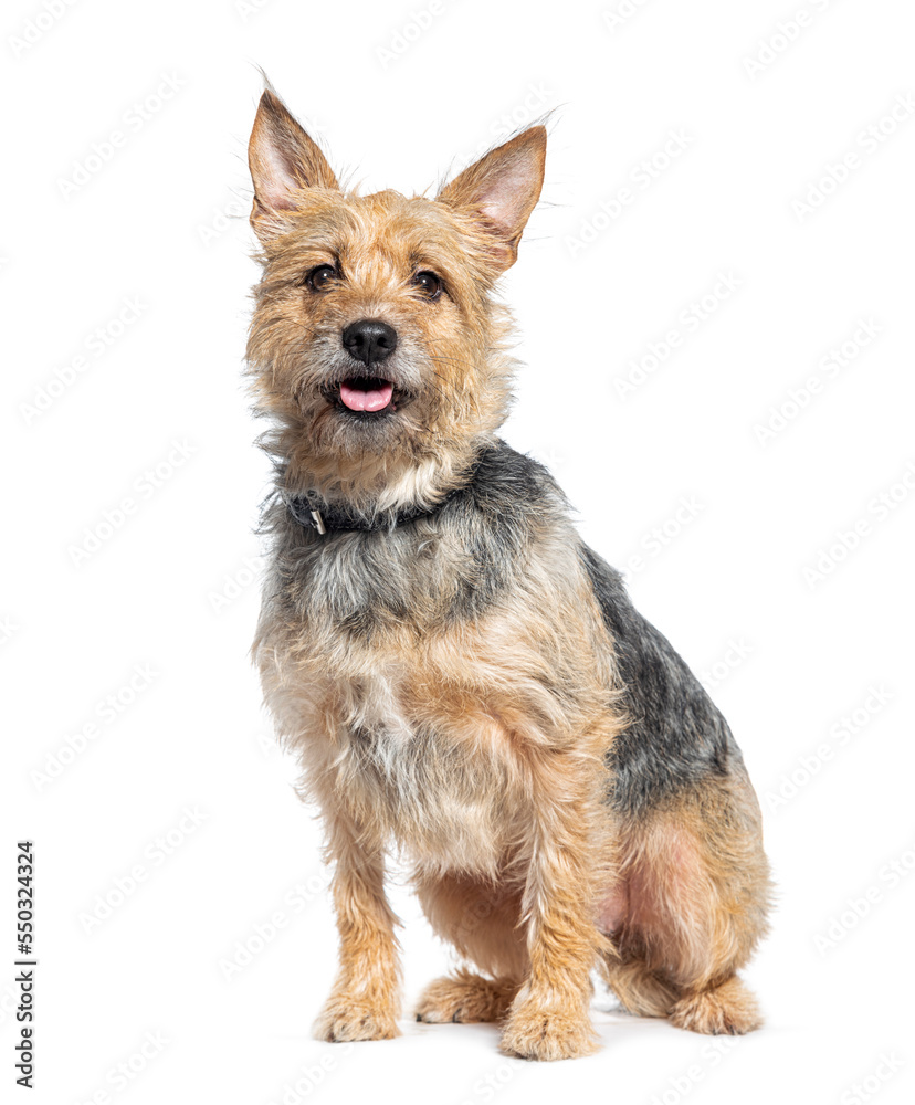 Bastard dog sitting and panting , isolated on white Bastard dog sitting and panting , isolated on white
