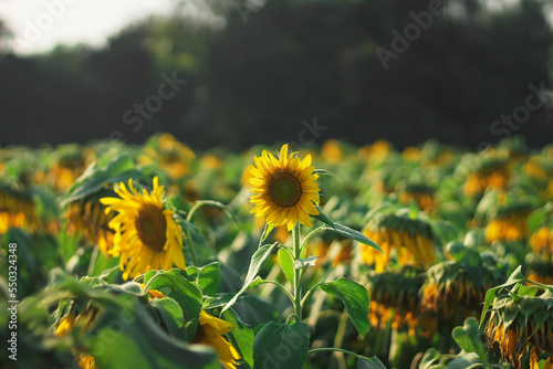 sunflower in a field of sunflowers background at Brahmanbaria, Bangladesh. photo