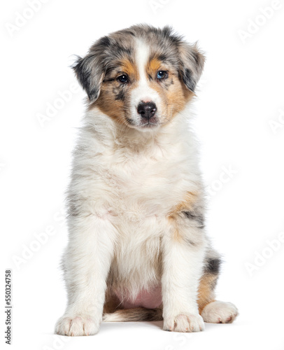 Red Merle puppy Australian Shepherd, two months old, isolated on white