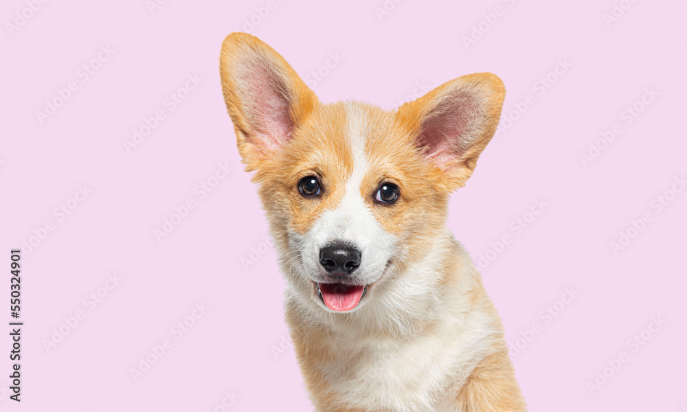 head shot of a panting Puppy Welsh Corgi Pembroke, 14 Weeks old, against pink background head shot of a panting Puppy Welsh Corgi Pembroke, 14 Weeks old, against pink background