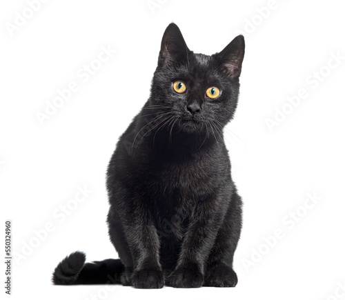 Sitting Black Kitten crossbreed cat, looking at the camera, isolated on white