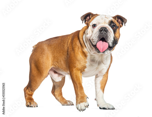 Walking English Bulldog panting and looking at the camera, isolated on white © Eric Isselée