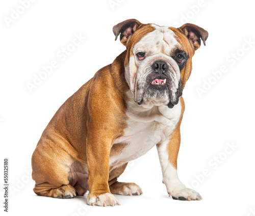 Sitting English Bulldog looking at the camera, isolated on white © Eric Isselée