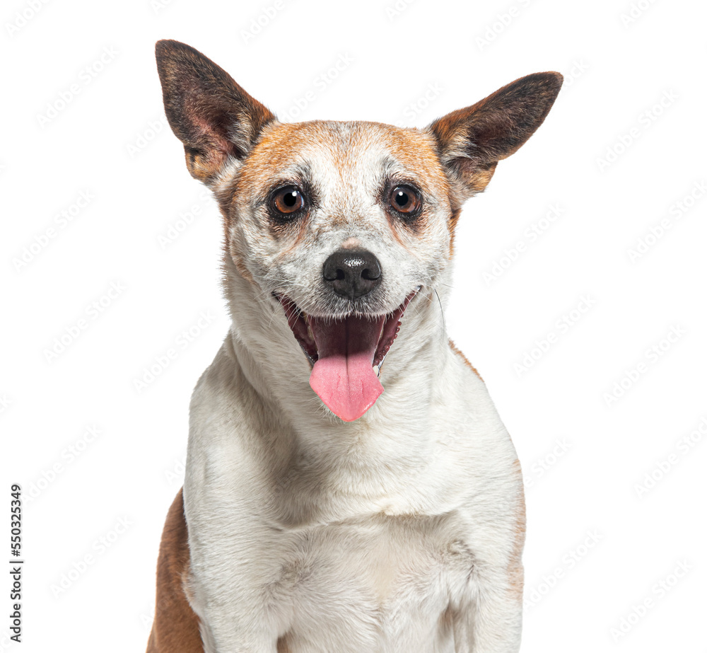 head shot of a Old Jack Russell Terrier panting, isolated on white