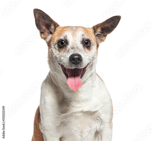 head shot of a Old Jack Russell Terrier panting  isolated on white