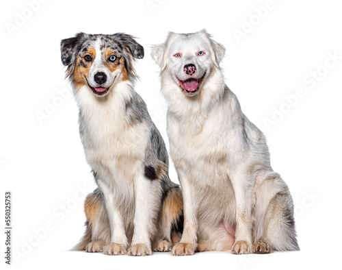 Blue and double merle Australian Shepherd dog together looking at the camera, isolated on white