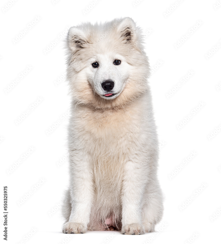 Puppy four months old Samoyed, isolated on white Puppy four months old Samoyed, isolated on white