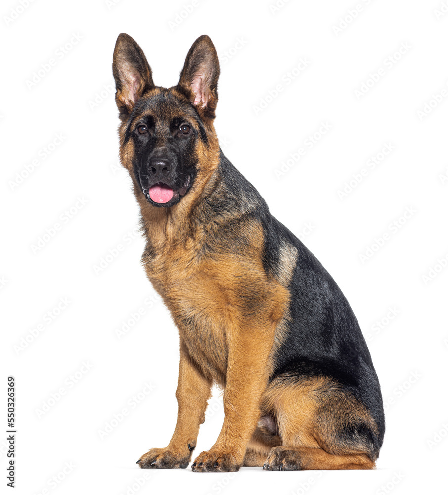 Four months old puppy German shepherd panting mouth open, isolated on white