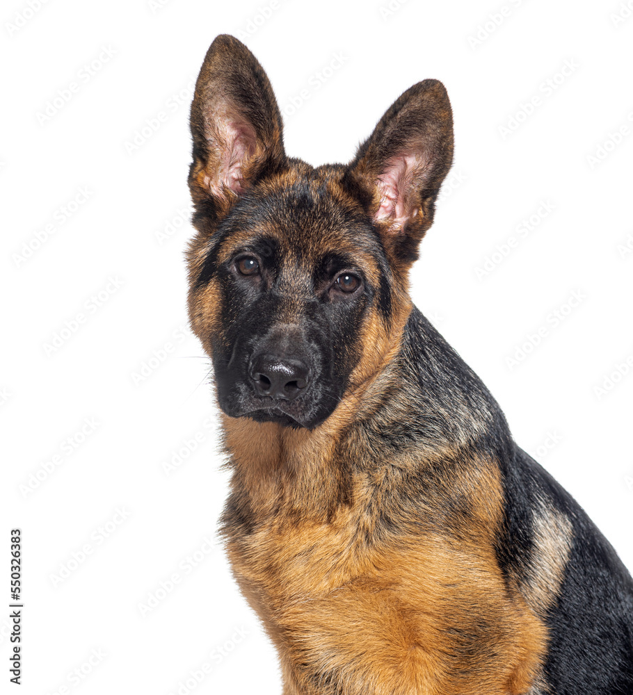 Head shot of a Four months old puppy German shepherd, isolated on white
