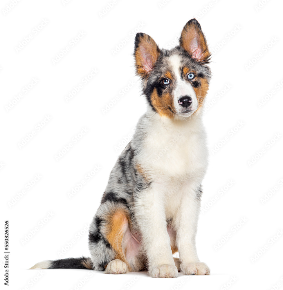 Four months old puppy Blue merle australian shepherd, isolated on white