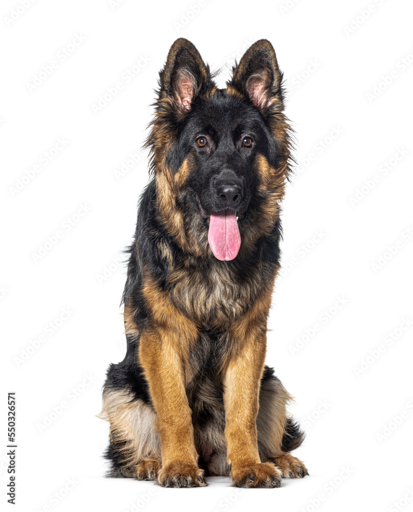 Young long-haired German shepherd panting mouth open, isolated on white Young long-haired German shepherd panting mouth open, isolated on white