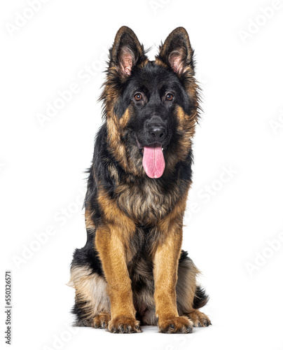 Young long-haired German shepherd panting mouth open, isolated on white
