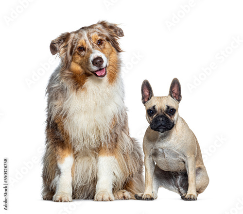 Red merle Australian Shepherd panting and a small crossbreed dog, isolated on white