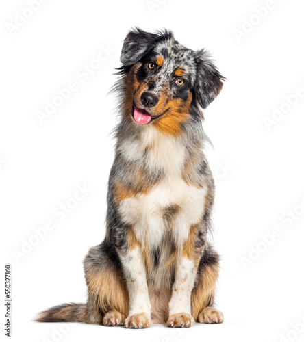 Blue merle australian shepherd panting mouth open looking at the camera, isolated on white