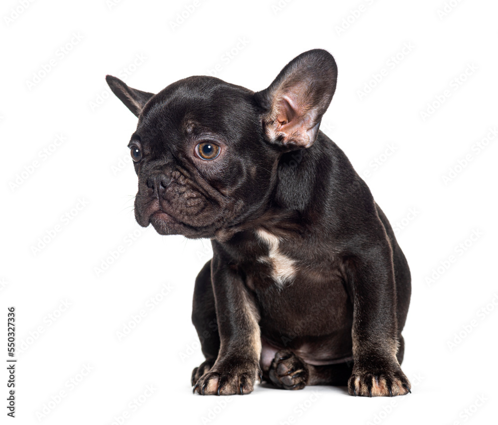 Black Five weeks old puppy french bulldog, isolated on white