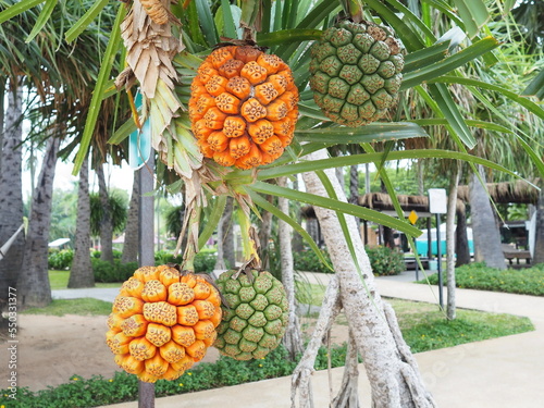 The green and orange fruit hanging on the trees of Pandanus tectorius or Pandanus odoratissimus on the beach near the sea is a wind and drought tolerant perennial, The fruit resembles a pineapple.
 photo