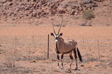 Orix Antelope near Street Namibia Africa Red Sand
