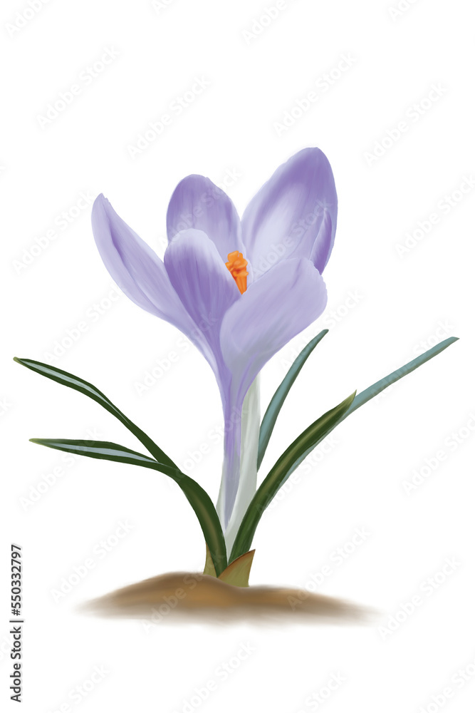 Naklejka premium crocus flower isolated on white background
