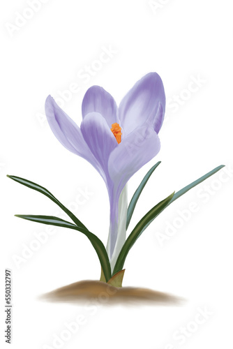 crocus flower isolated on white background