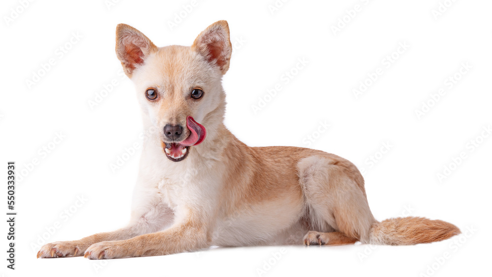 Cute puppy, funny playful dog Mexican Chihuahua or Russian Toy Terrier with tongue out isolated on white background looking to camera with copy space for text