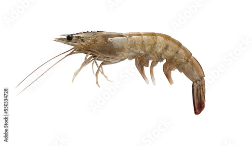 Fresh shrimp isolated png file photo