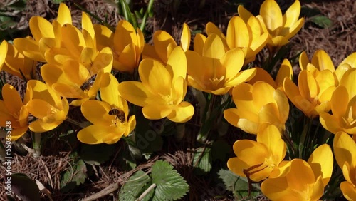 Yellow crocuses in early spring after the snow melts and the first bees collect nectar