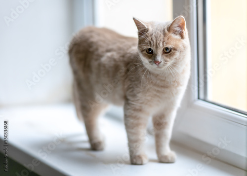 A cute kitten is standing on the windowsill. © Nataliya