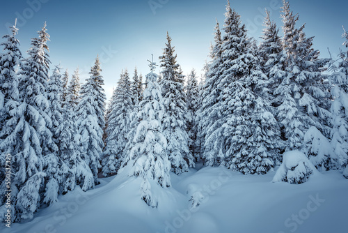 Winter forest. Amazing nature landscape. Wonderful wintry scenery. Snow covered fir trees during sunrise. Nature background © jenyateua