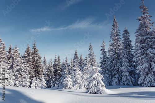 Winter forest. Amazing nature landscape. Wonderful wintry scenery. Snow covered fir trees during sunrise. Nature background © jenyateua