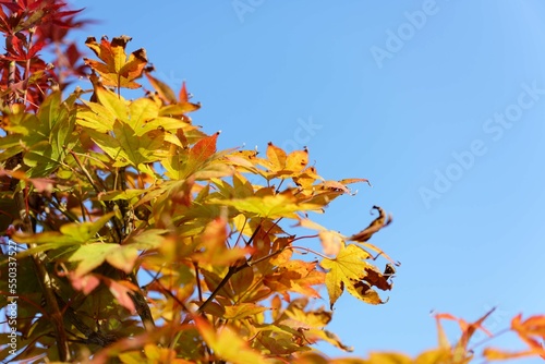 Closeup of yellow amur maple leaves autumn foliage against the blue sky, beautiful autumn background photo