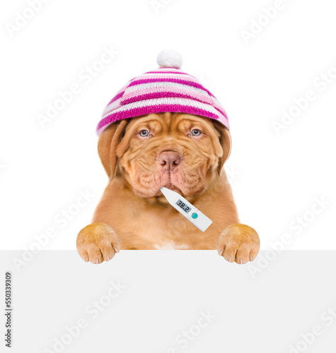 Sad puppy wearing warm hat holds thermometer in it mouth and looks above empty white banner. isolated on white background