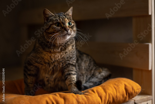 Portrait of a beautiful cat who sits on an orange pillow