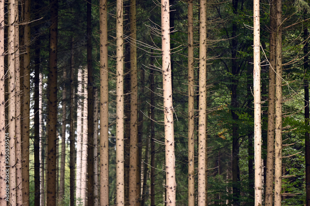 Fototapeta premium Frontal shot of forest