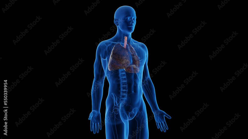 3d rendered medical illustration of a smoker's lungs. 3d rendered medical illustration of a smoker's lungs.
