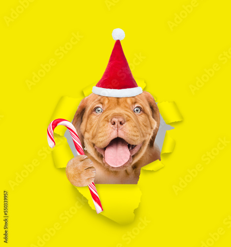 Happy puppy wearing red santa hat looking through a hole in yellow paper and holding candy cane © Ermolaev Alexandr