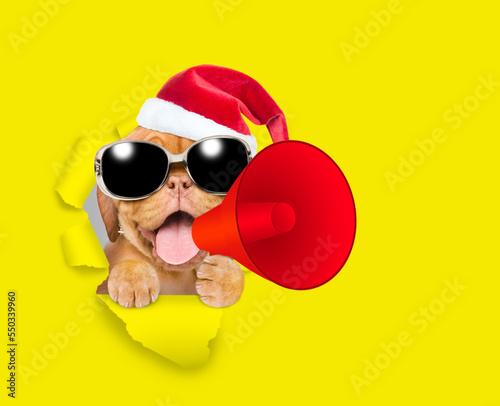 Happy Mastiff puppy wearing sunglasses and red santa hat holds megaphone and looking through the hole in yellow paper © Ermolaev Alexandr