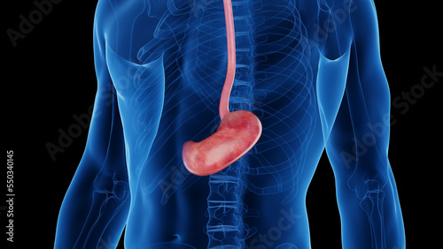 3d rendered medical illustration of a man's stomach