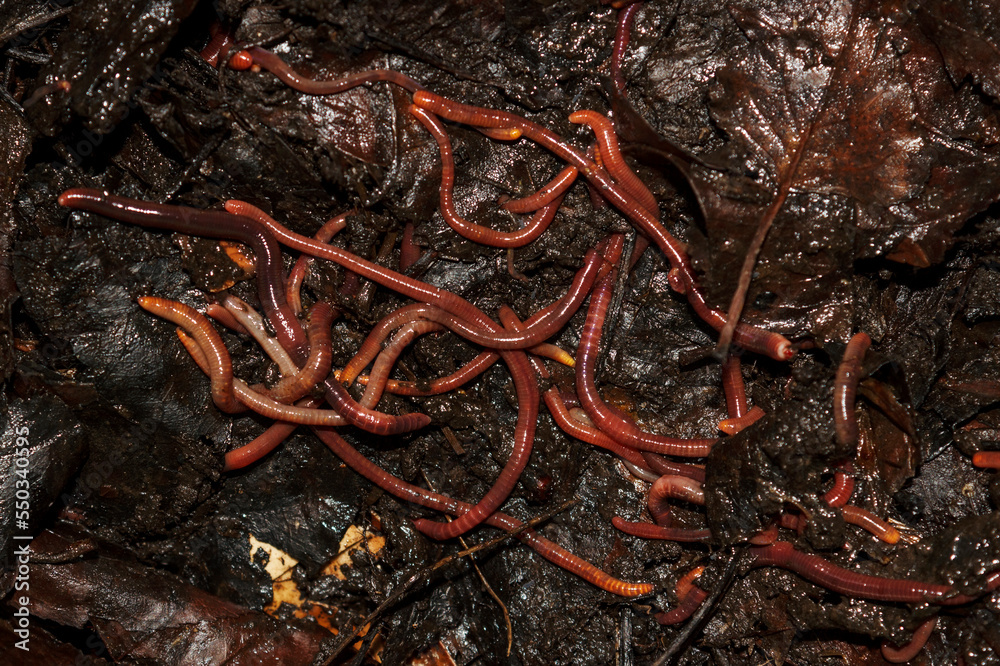 red worms in humus leaves, macro, fishing bait, worm farm Stock