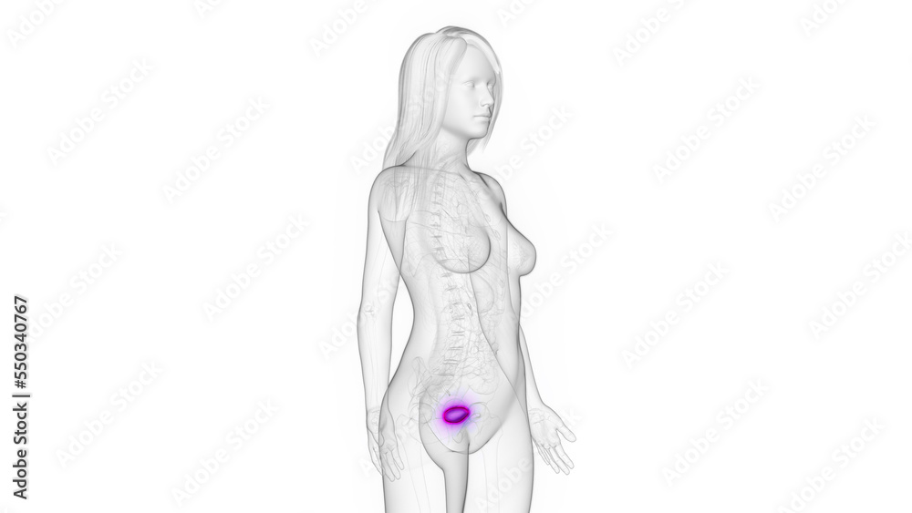 3d rendered medical illustration of a woman's urinary bladder