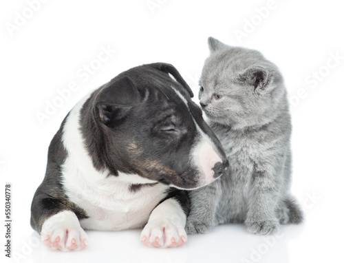 Friendly Miniature Bull Terrier puppy and tiny kitten sit together. Isolated on white background