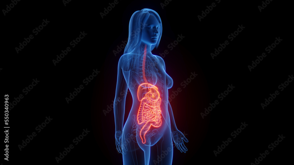 3d rendered medical illustration of a woman's digestive system. 3d rendered medical illustration of a woman's digestive system.