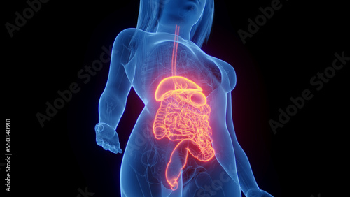 3d rendered medical illustration of a woman's digestive system.