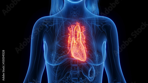 Fototapeta kuchenna 3d rendered medical illustration of a woman's heart