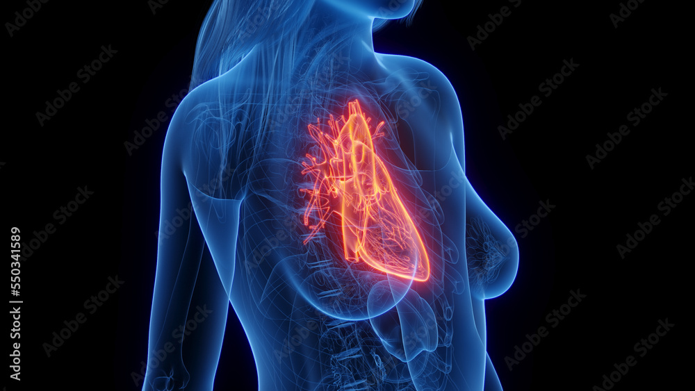 3d rendered medical illustration of a woman's heart 3d rendered medical illustration of a woman's heart