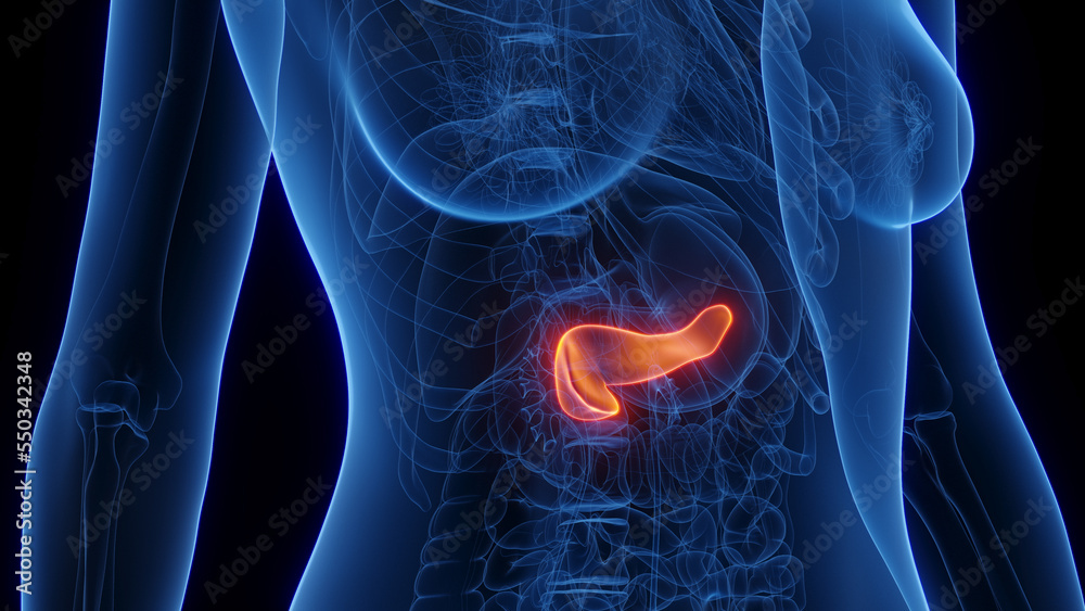3d rendered medical illustration of a woman's pancreas 3d rendered medical illustration of a woman's pancreas