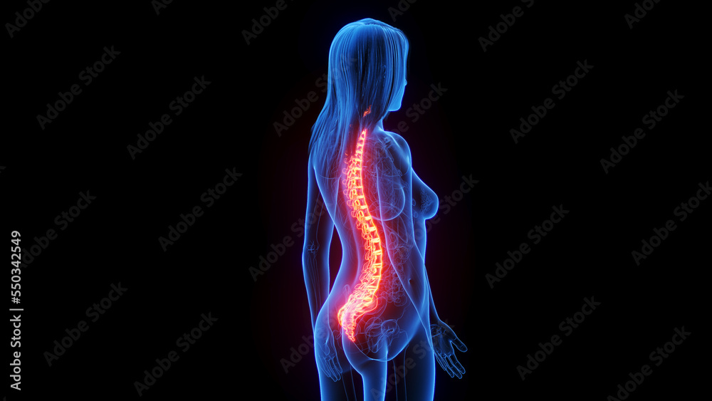 3d rendered medical illustration of a woman's spine 3d rendered medical illustration of a woman's spine