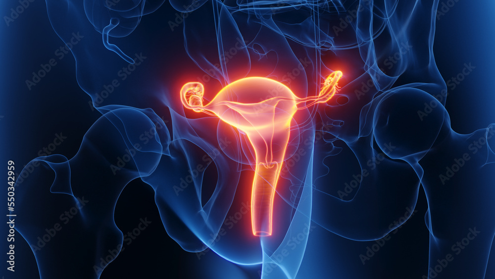 3d rendered medical illustration of a woman's reproductive organs.