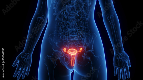3d rendered medical illustration of a woman's reproductive organs. © Sebastian Kaulitzki