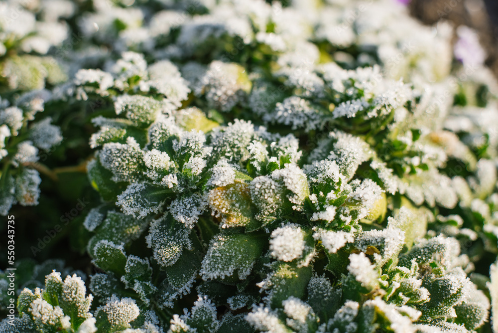 Leaves are Aubrieta covered with the first frost. Natural background Leaves are Aubrieta covered with the first frost. Natural background