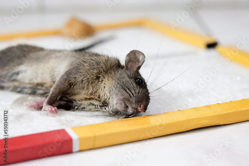 Mouse rat or mice trapped on mousetrap glue. That animal gets stuck on trapper or adhesive sticky glue spread over cardboard. It cannot to escaped.